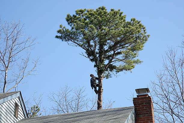 Best Emergency Tree Removal  in St George, KS